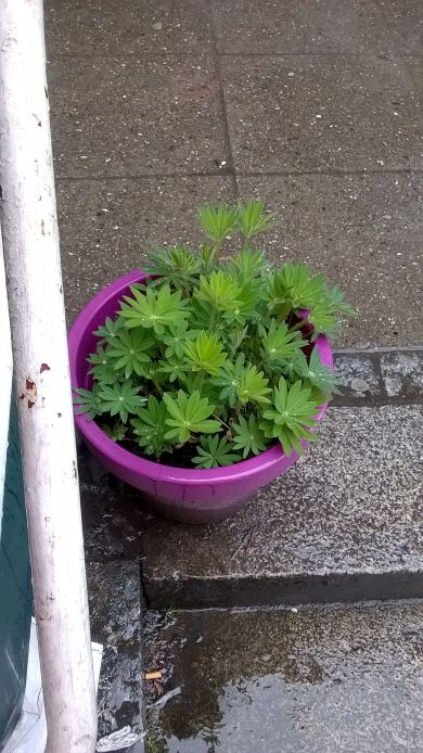 Forlorn-looking flower pot on steps to Saving Bank