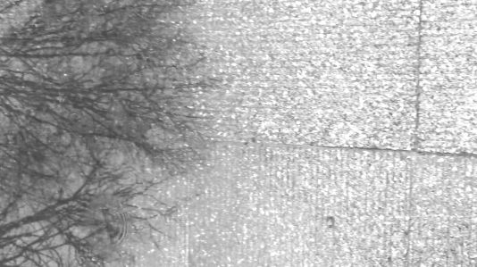 Bare Trees And A Raindrop