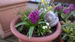 Clumsy Rabbit in Flowerpot