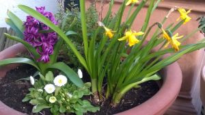 Flowerpot With Daffodils 