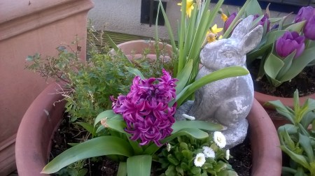 Hoier-than-thou Rabbit Lecturing a Daffodil