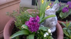 Hoier-than-thou Rabbit Lecturing a Daffodil