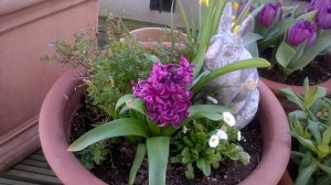 Sneaky Rabbit Approaching a Hyacinth