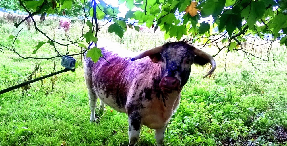 English longhorn not being amused about Spanish selfie stick