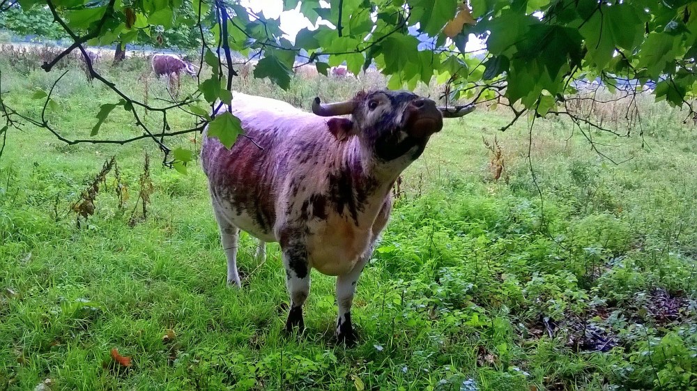Christ Church Longhorn, studying a tree