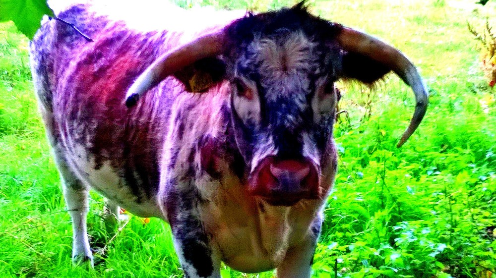 English Longhorn eye-to-eye
