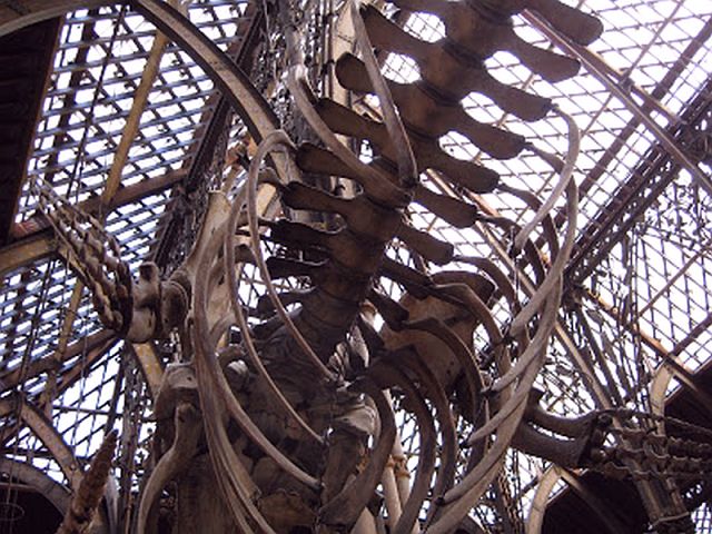 Dinosaurs and Ironworks