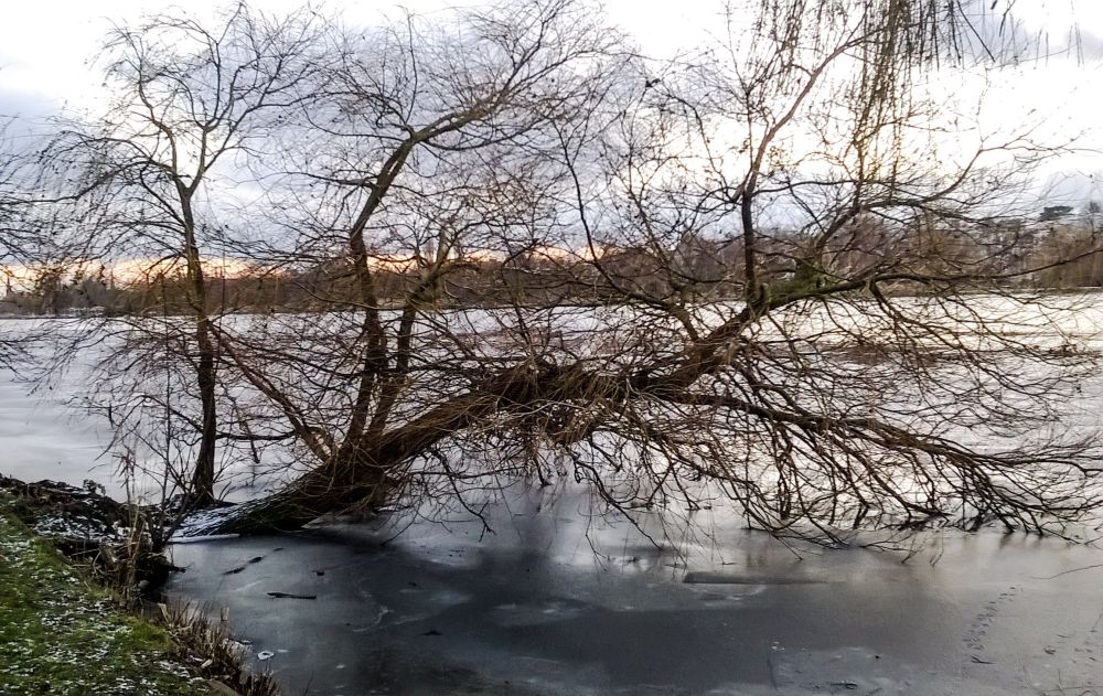 January and Willow Tree